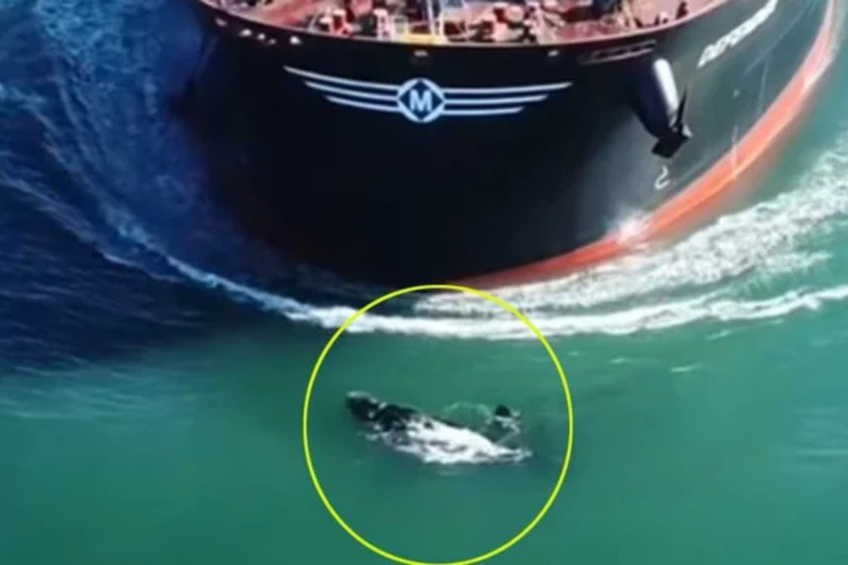 buque ballenas El impactante episodio fue captado por un dron y generó preocupación entre ambientalistas. (www.diariojornada.com.ar)
