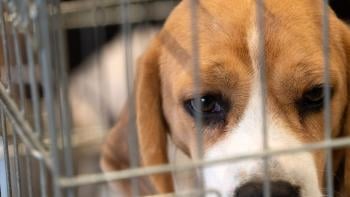 cachorros beagle bioguia