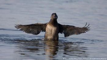 pato australiano