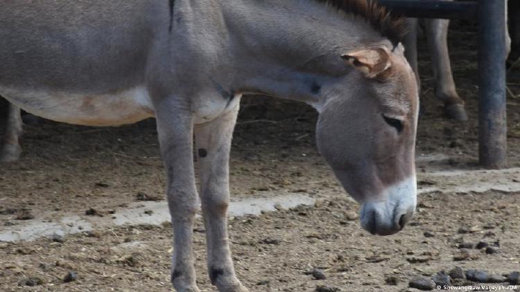 Burro Burro