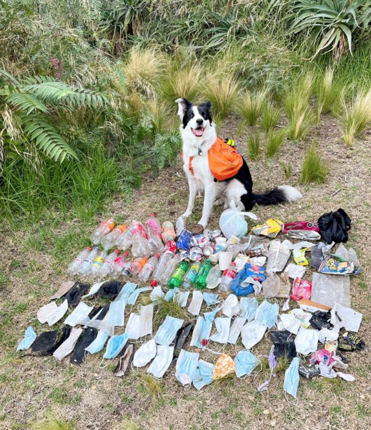 perrito-basura3 perrito-basura3