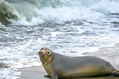 leon marino En las últimas semanas, los ataques de los Otáridos a personas en playas del norte y sur de California generaron pánico entre los residentes del Estado Dorado. (Foto: La Nacion).