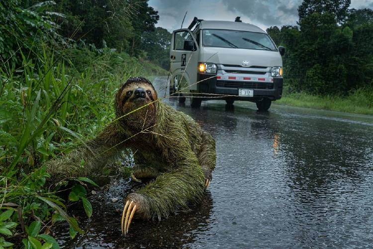 Why did the sloth cross the road Andrew Whitworth