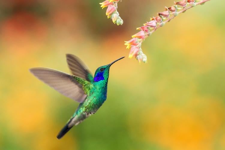 Curiosidades del colibrí