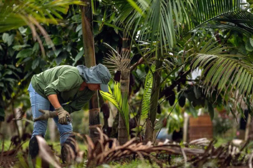 plantaciones Los barrios agroecológicos promueven la conexión entre urbanismo y naturaleza. (Imagen: noticiasambientales)