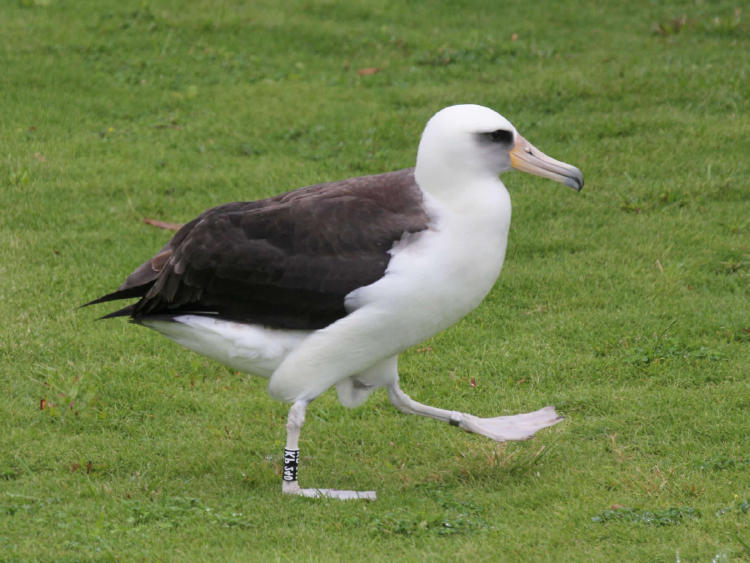 albatros layssan