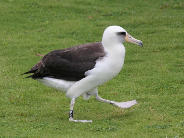 albatros layssan albatros layssan
