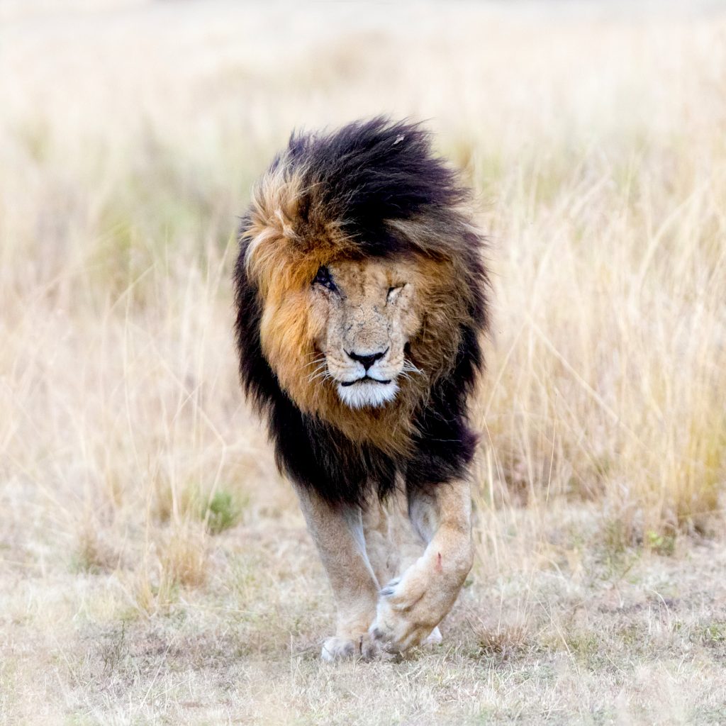 muere scarface muere scarface