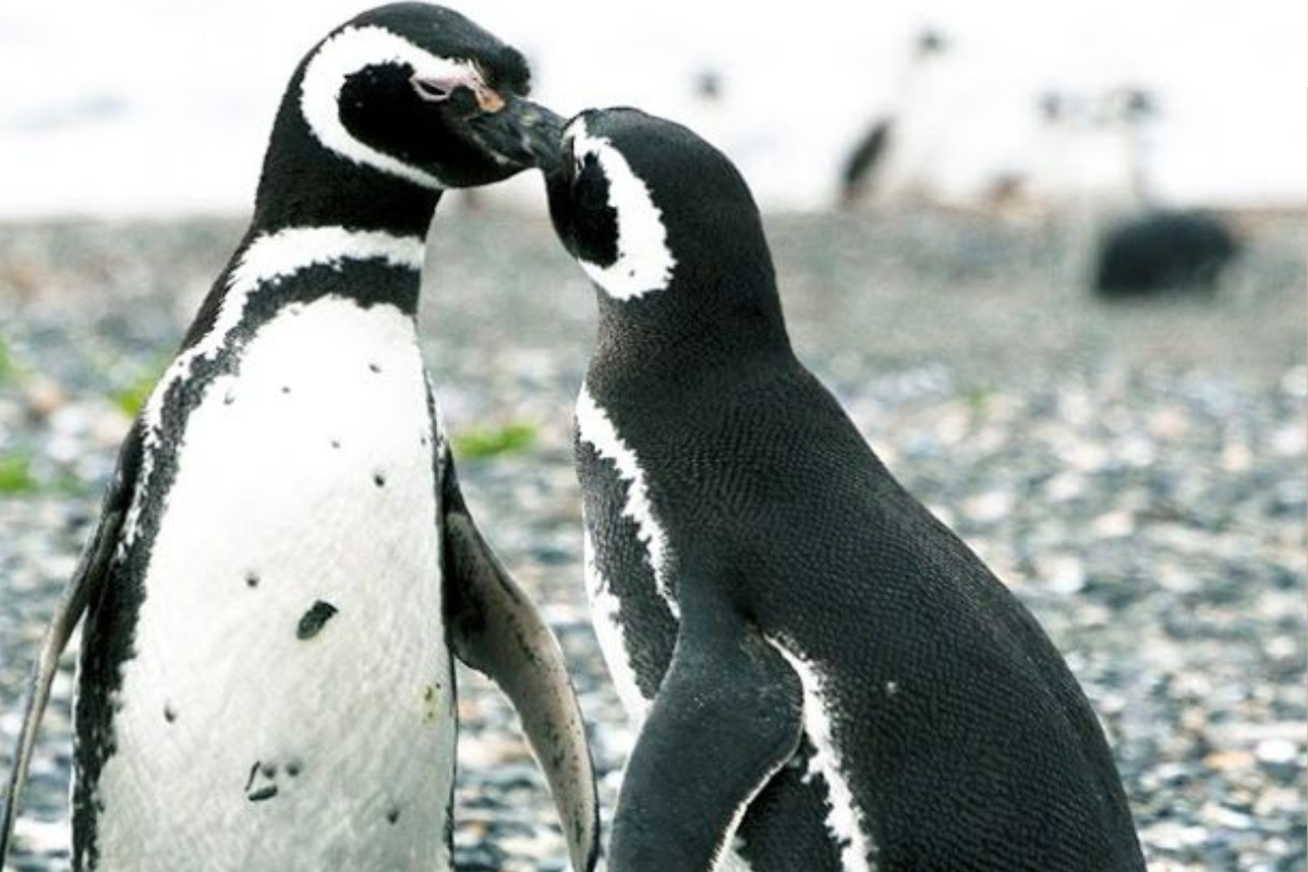 Un crimen ambiental en Punta Tombo que cambió la historia de los pingüinos en Argentina. (Imagen: Pinterest)