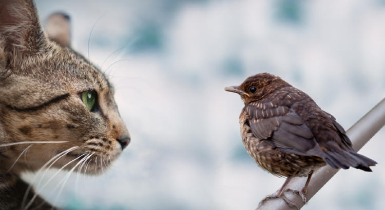 gato cazador National Geographic en Español