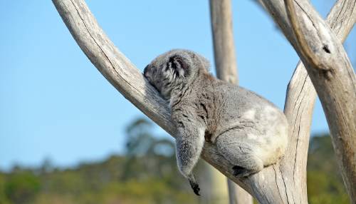 koala durmiendo