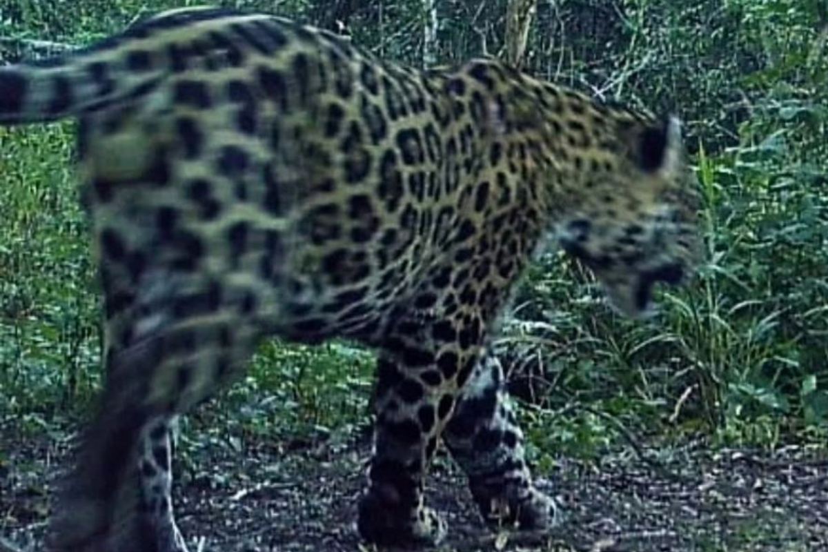 ¿Extinto? No todavía: aparece nuevo yaguareté en Argentina. (Foto: www.momarandu.com)