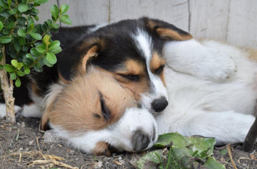 perror dormir perror dormir