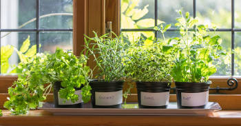 cultivar propios alimentos ventana