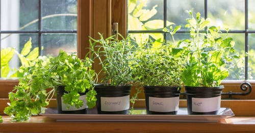 cultivar propios alimentos ventana cultivar propios alimentos ventana