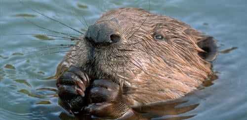 castor canadiense castor canadiense nadando