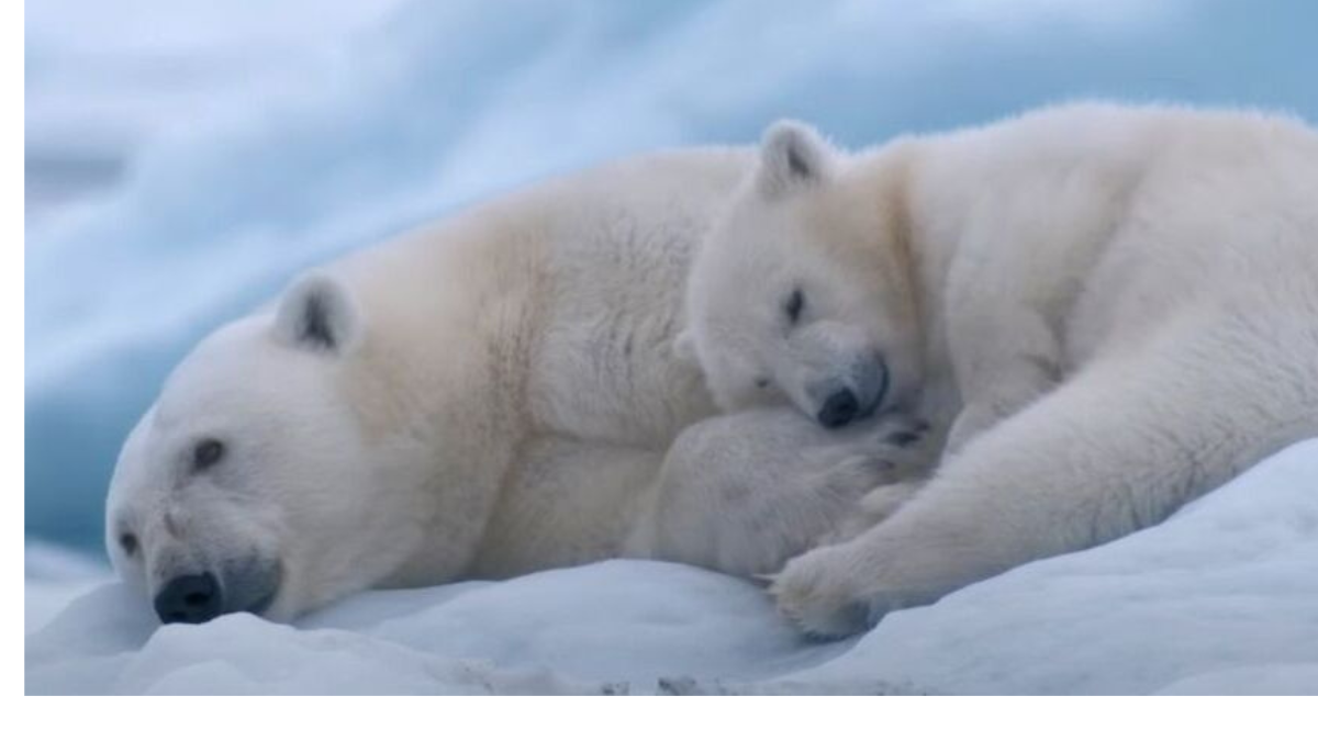 canva 2025 02 27T085928.290 A través de imágenes impresionantes y una narrativa emotiva, la busca inspirar a la audiencia a reflexionar sobre la relación entre los seres humanos y la naturaleza.