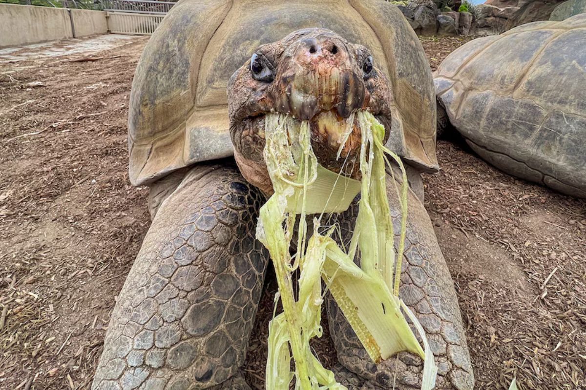 tortuga Imagen: infobae.com