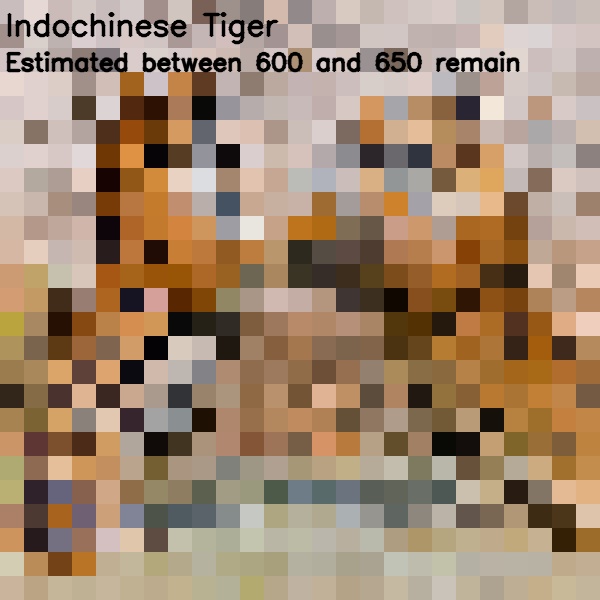 11 indochina tiger 650
