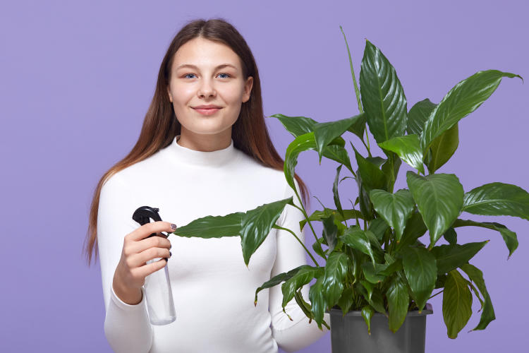 happy-caucasian-woman-or-housewife-spraying-houseplant-with-water-sprayer-at-home