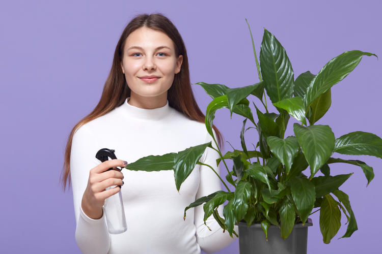 happy-caucasian-woman-or-housewife-spraying-houseplant-with-water-sprayer-at-home happy-caucasian-woman-or-housewife-spraying-houseplant-with-water-sprayer-at-home