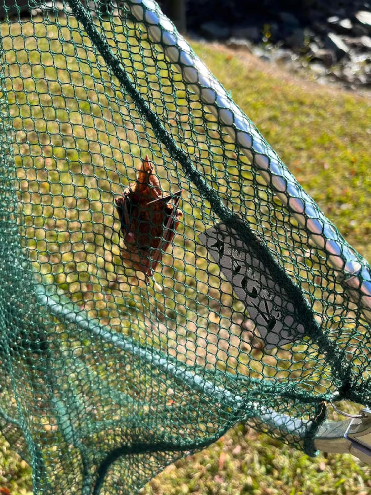 murciélago3 murciélago3