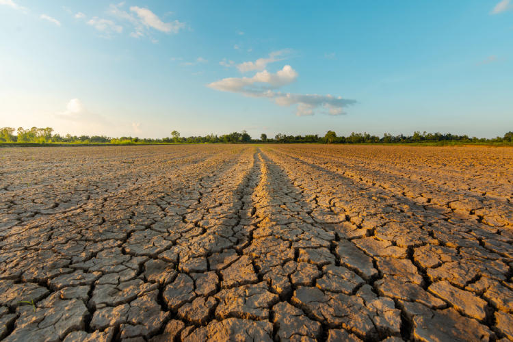 sequia AdobeStock_295563497 sequia AdobeStock_295563497