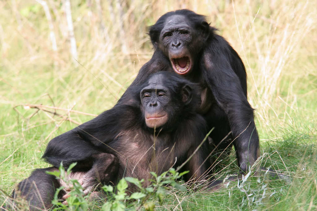 Los bonobos y sus emociones casi humanas 1