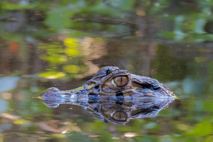 Caimán negro (Melanosuchus niger). Foto: Jack Hernández