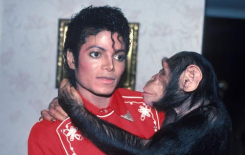 jackson chimpance jackson chimpance