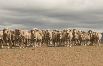 manada de ovejas merino