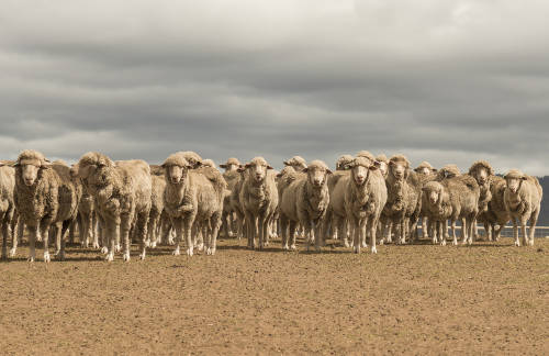 manada de ovejas merino