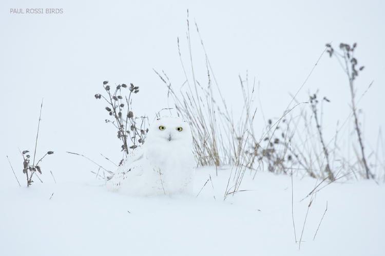snowy owl camo snowy owl camo