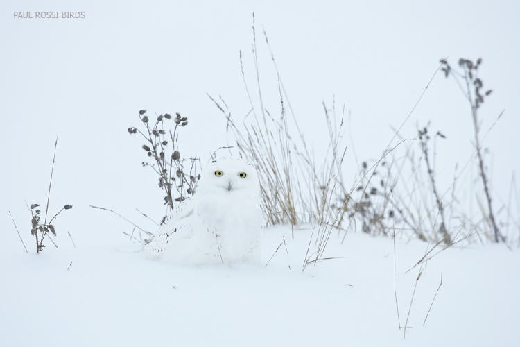snowy owl camo