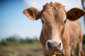 vaca vaca
