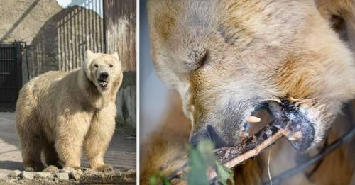 Conoce la historia de Napa, el oso que pasó una vida cruel y tuvo éste final