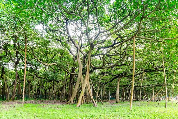 Arbol baniano en India