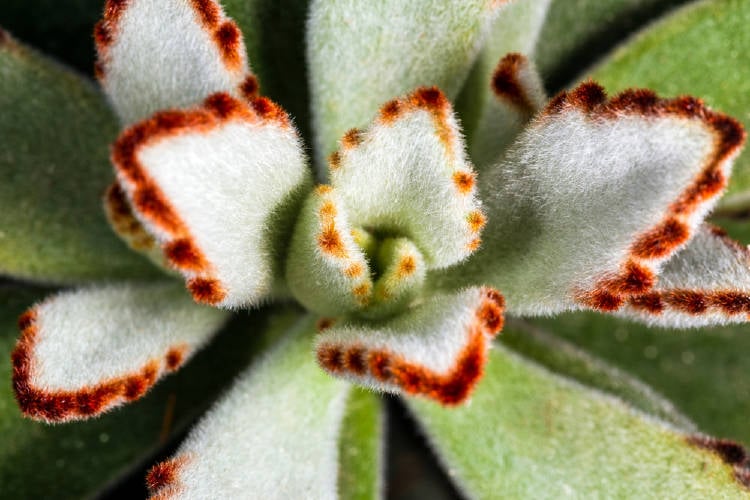 kalanchoe