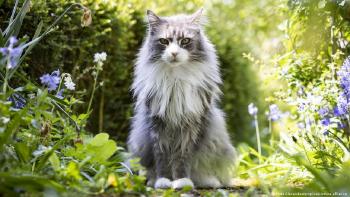 Gatos plantas insecticidas Un gatos que se frota con plantas insecticidas