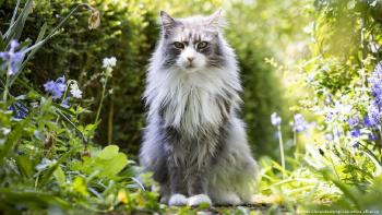 Un gatos que se frota con plantas insecticidas