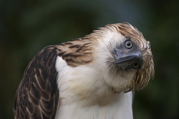 Las 10 Aves Más Extrañas Del Mundo Bioguia 9302