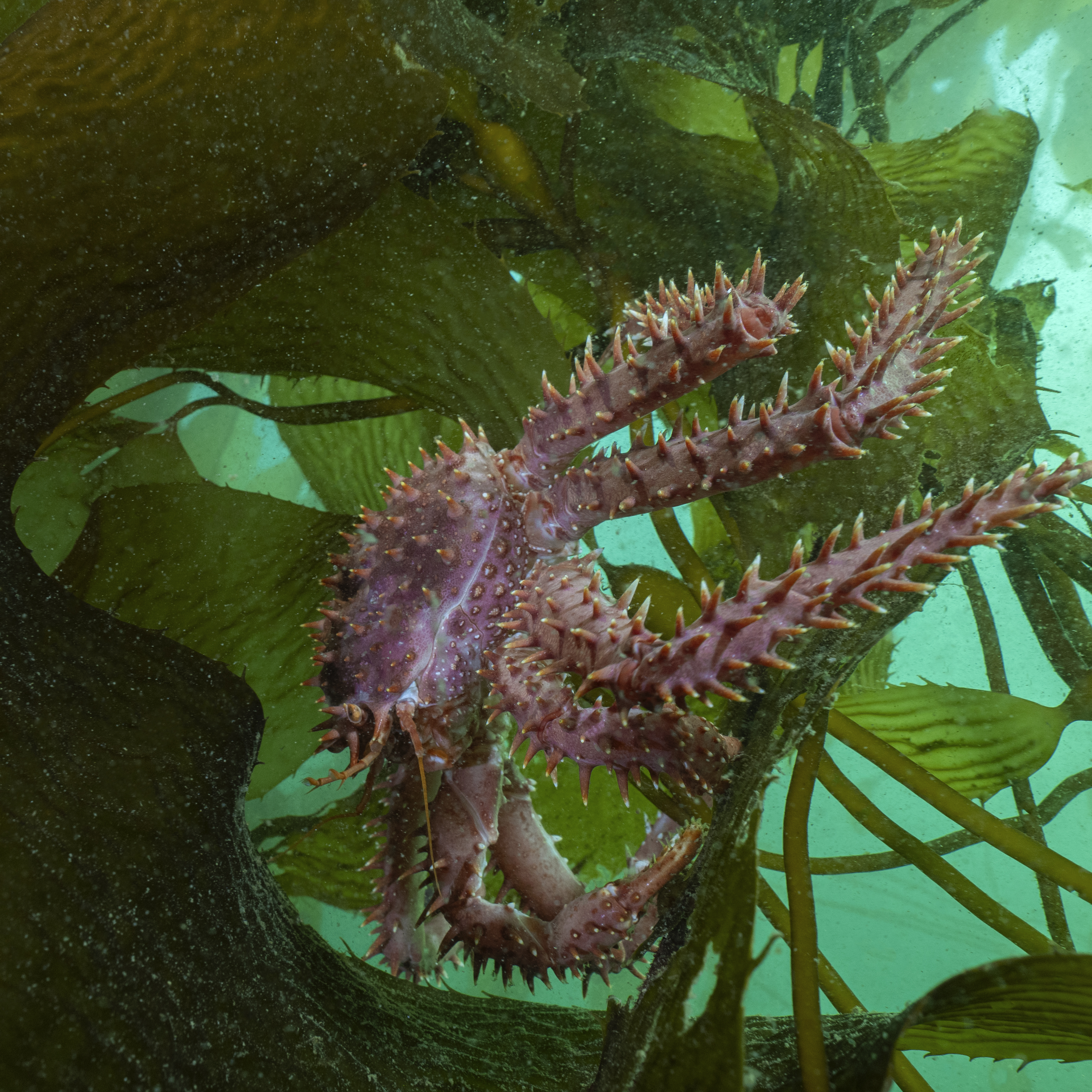 Centolla en los bosques de algas de la Patagonia Argentina Foto por Cristian Lagger Centolla en los bosques de algas de la Patagonia Argentina Foto por Cristian Lagger