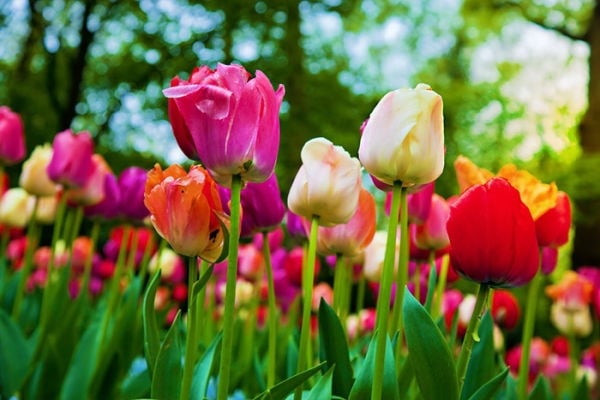 Colorful tulip flowers in a sunny green spring park, garden
