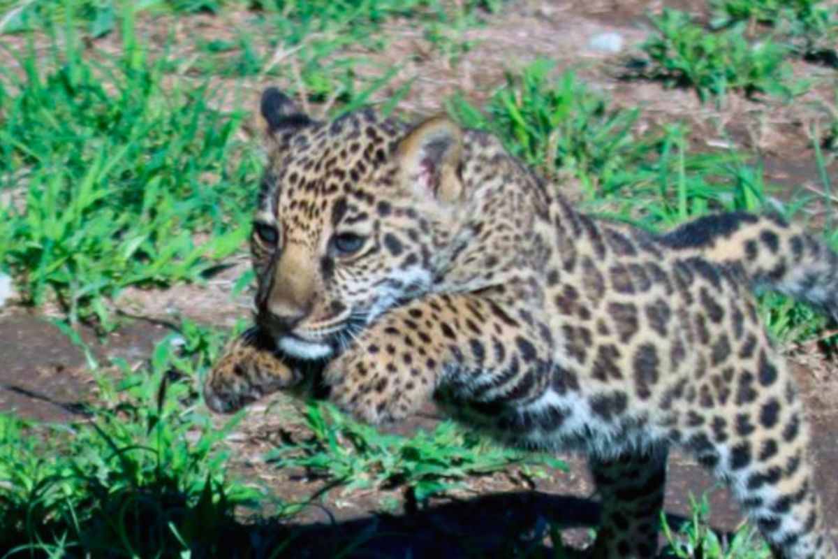 Yazu, la nueva jaguar mexicana que simboliza esperanza para su especie (Imagen: Pinterest)