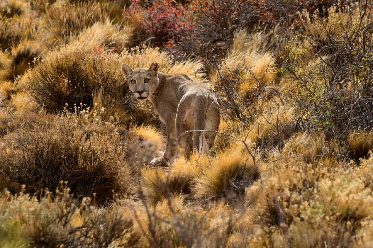 Puma_en_el_Parque_Patagonia-_foto_de_Franco_Bucci Puma_en_el_Parque_Patagonia-_foto_de_Franco_Bucci