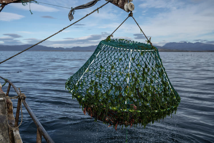 Pesca artesanal de Centollas 2 Foto de Luján Agusti