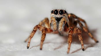 araña pexels