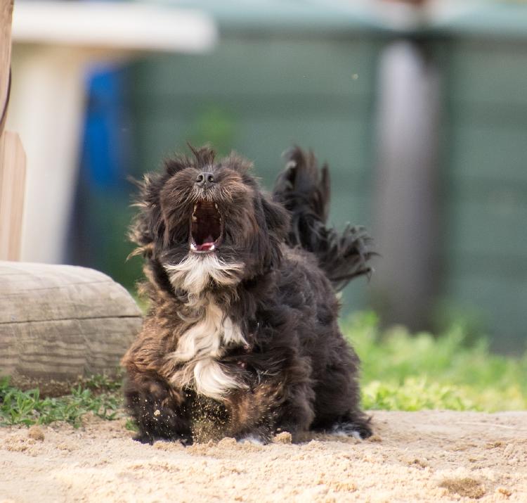 por qué aullan los perros