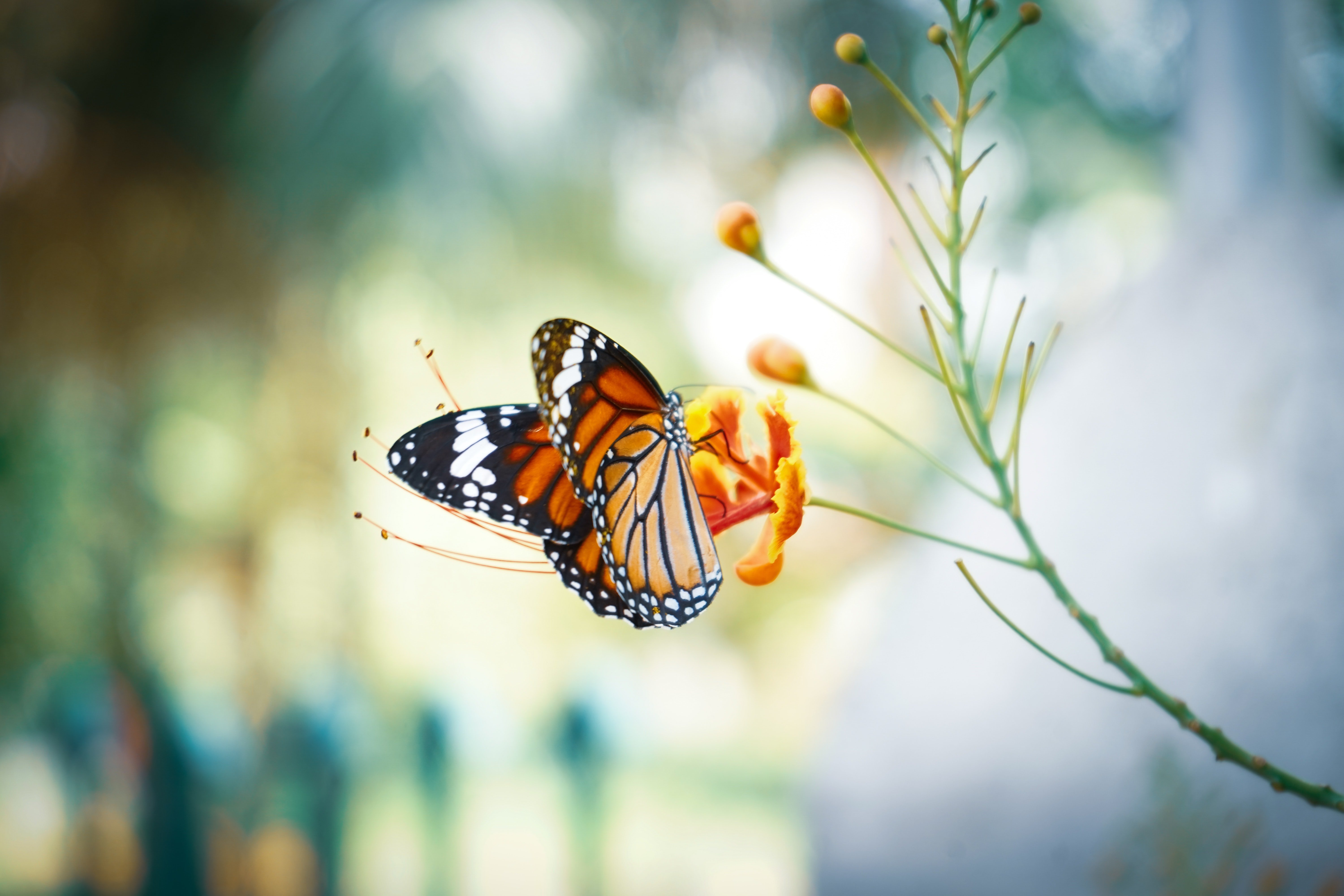 Cuál es el significado espiritual de las mariposas y su simbología 