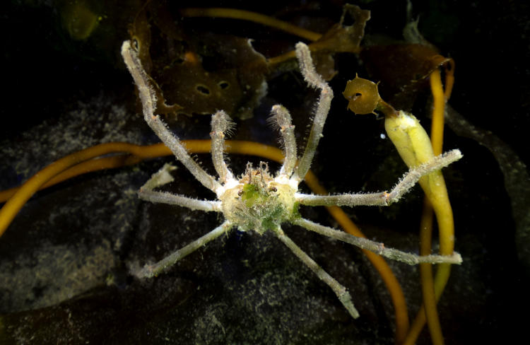 Cangrejo Araña en los bosques de kelp Foto por Cristian Lagger(1)